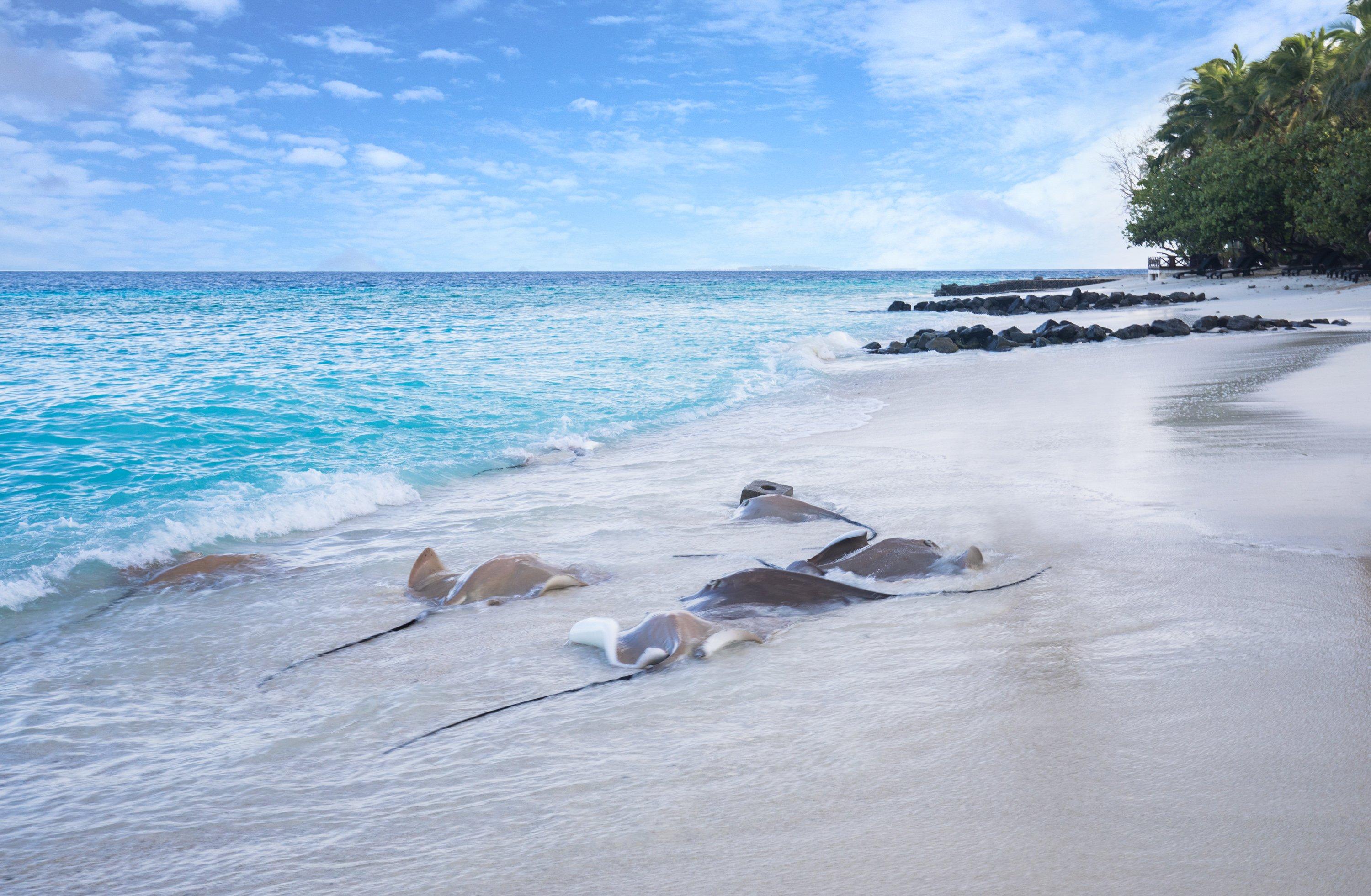 Taj Coral Reef Resort & Spa, Maldives photo 2