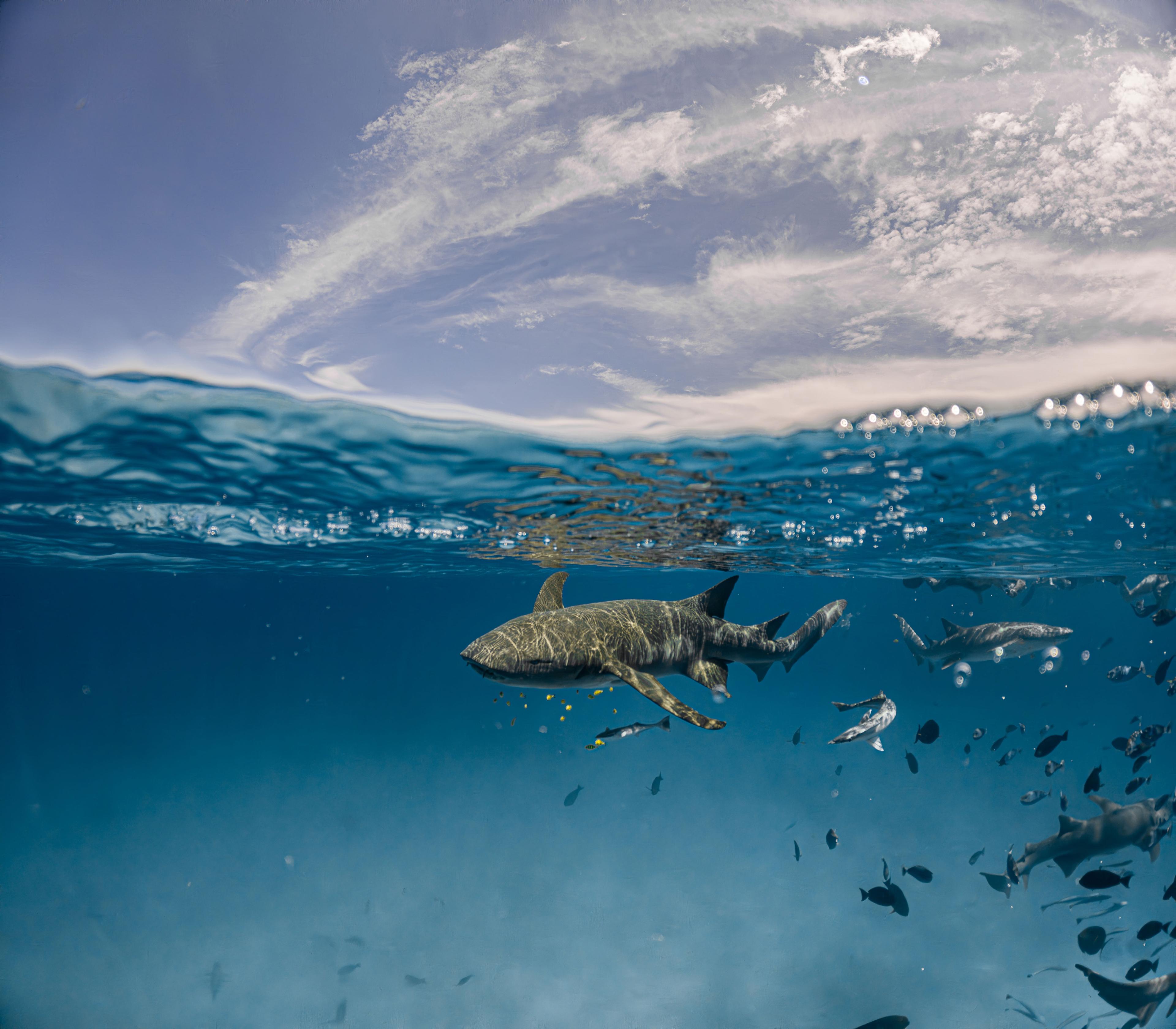 Marine Hub Dive Centre