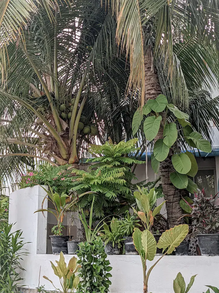 Dhoadhi retreat