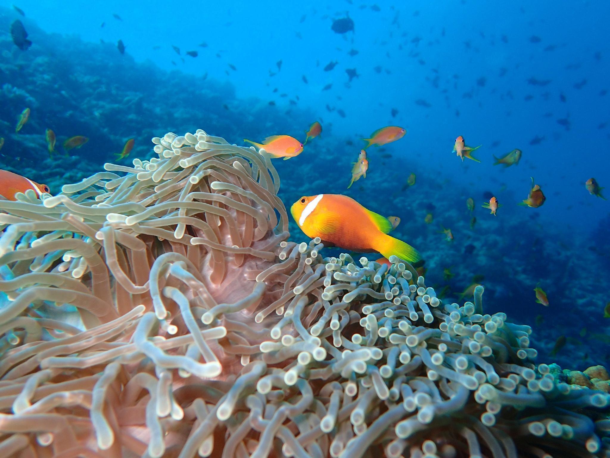 The Nautilus Maldives