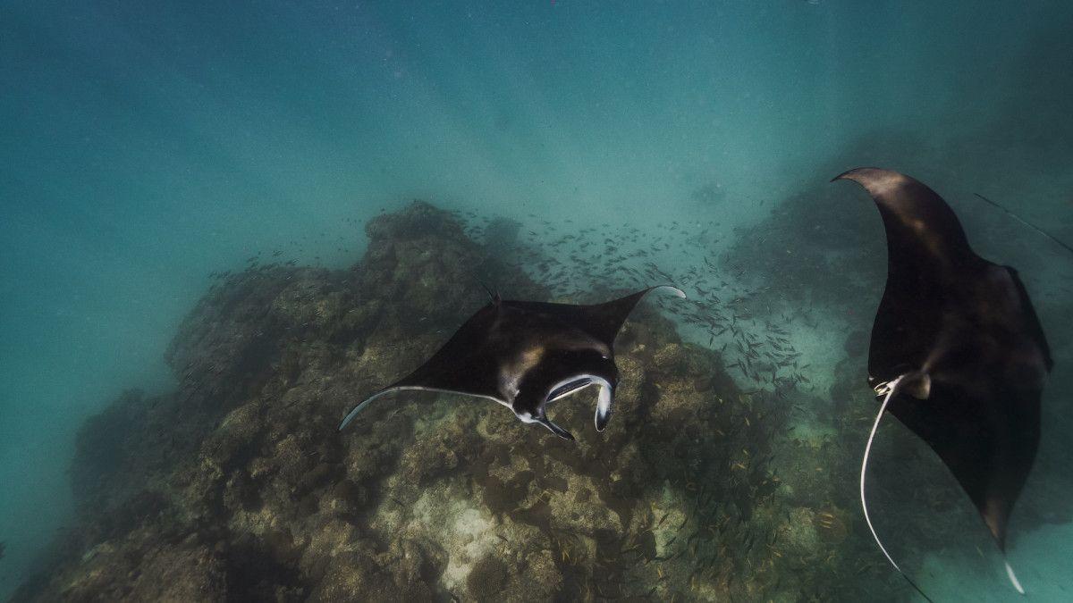 Ellaidhoo Maldives by Cinnamon