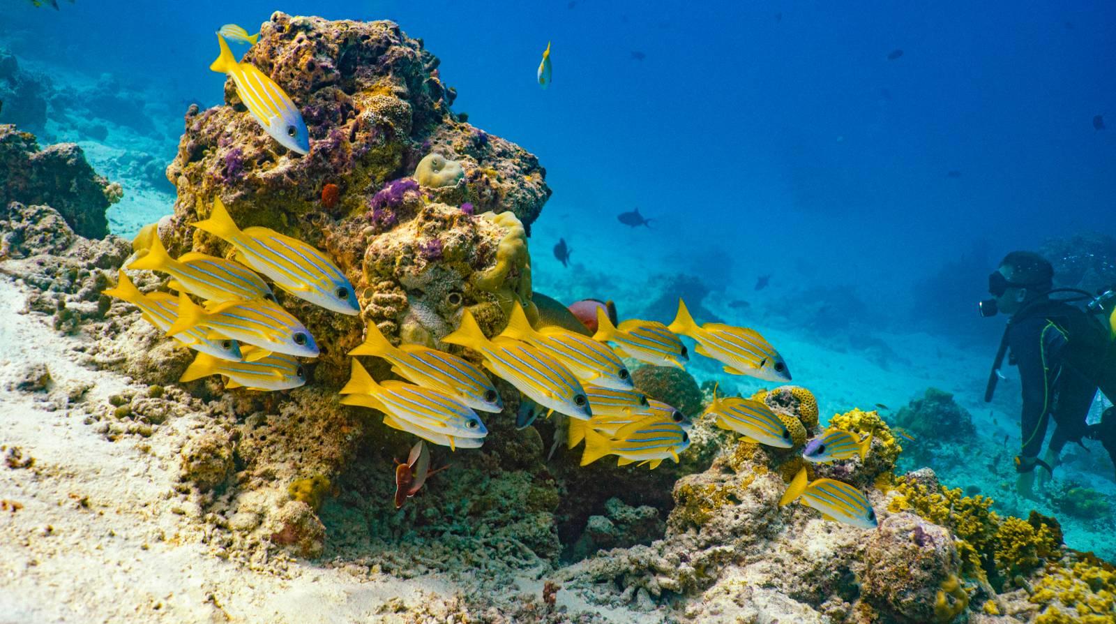 PADI Discover Scuba Diving