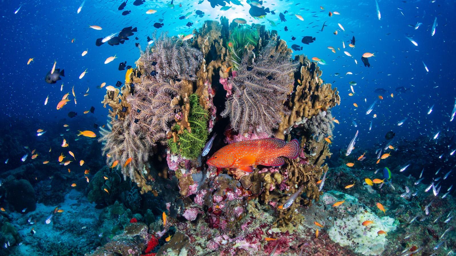 House Reef