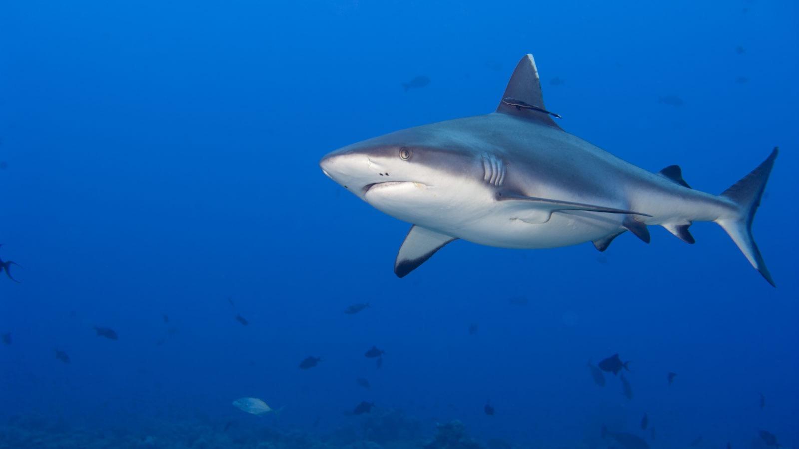 PADI Specialty Courses