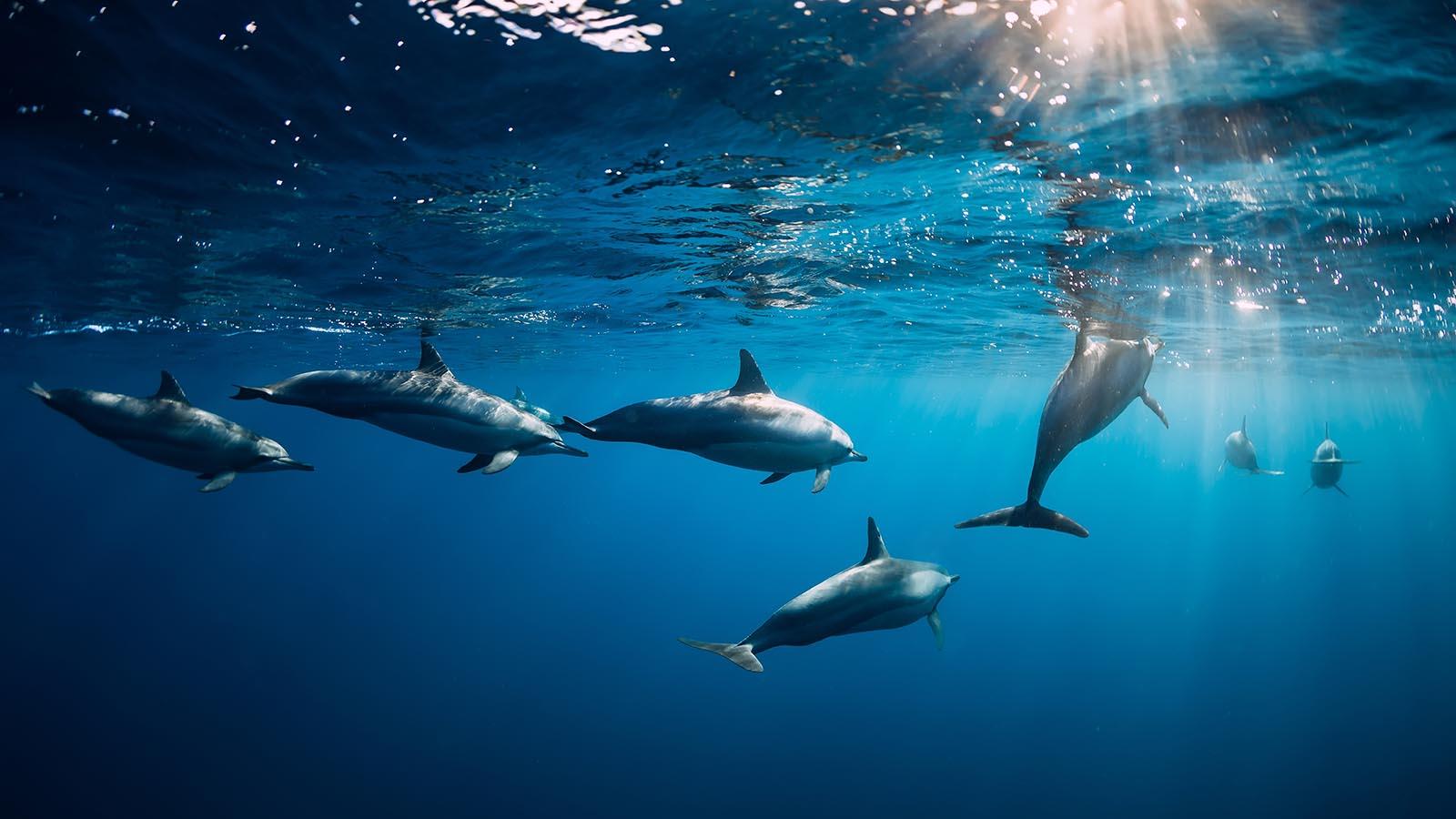 Dolphin Safari