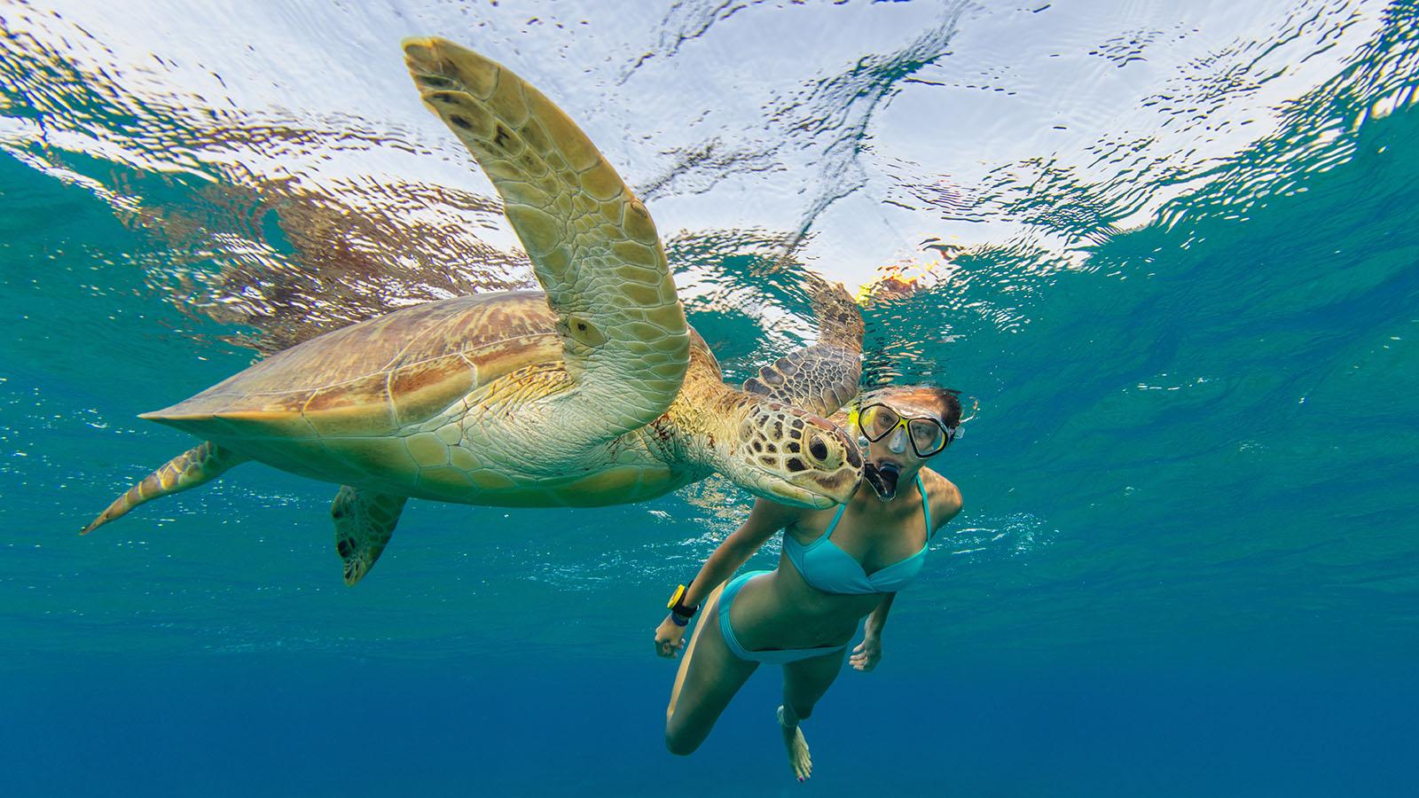 Turtle Tour