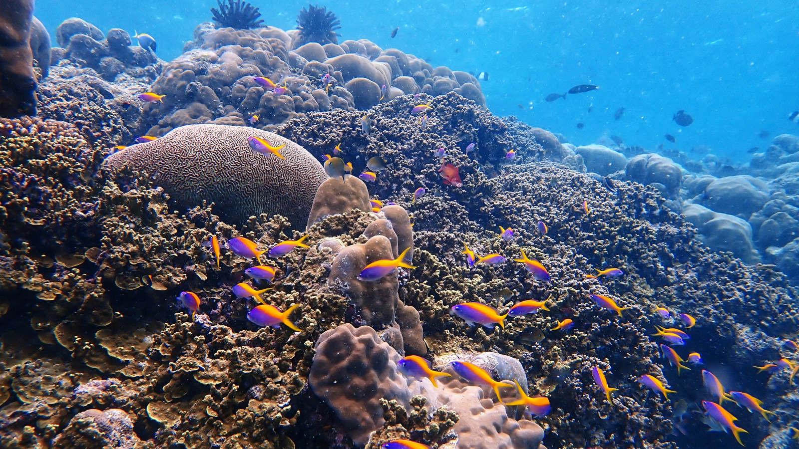 Reef Safari