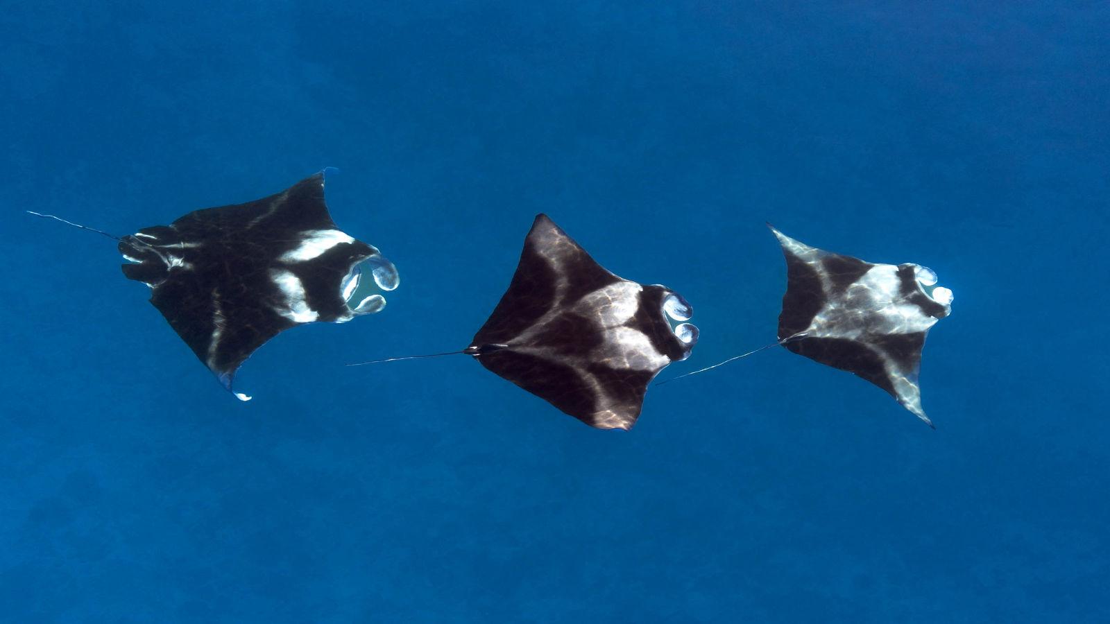 PRODIVERS Manta Boat Trip