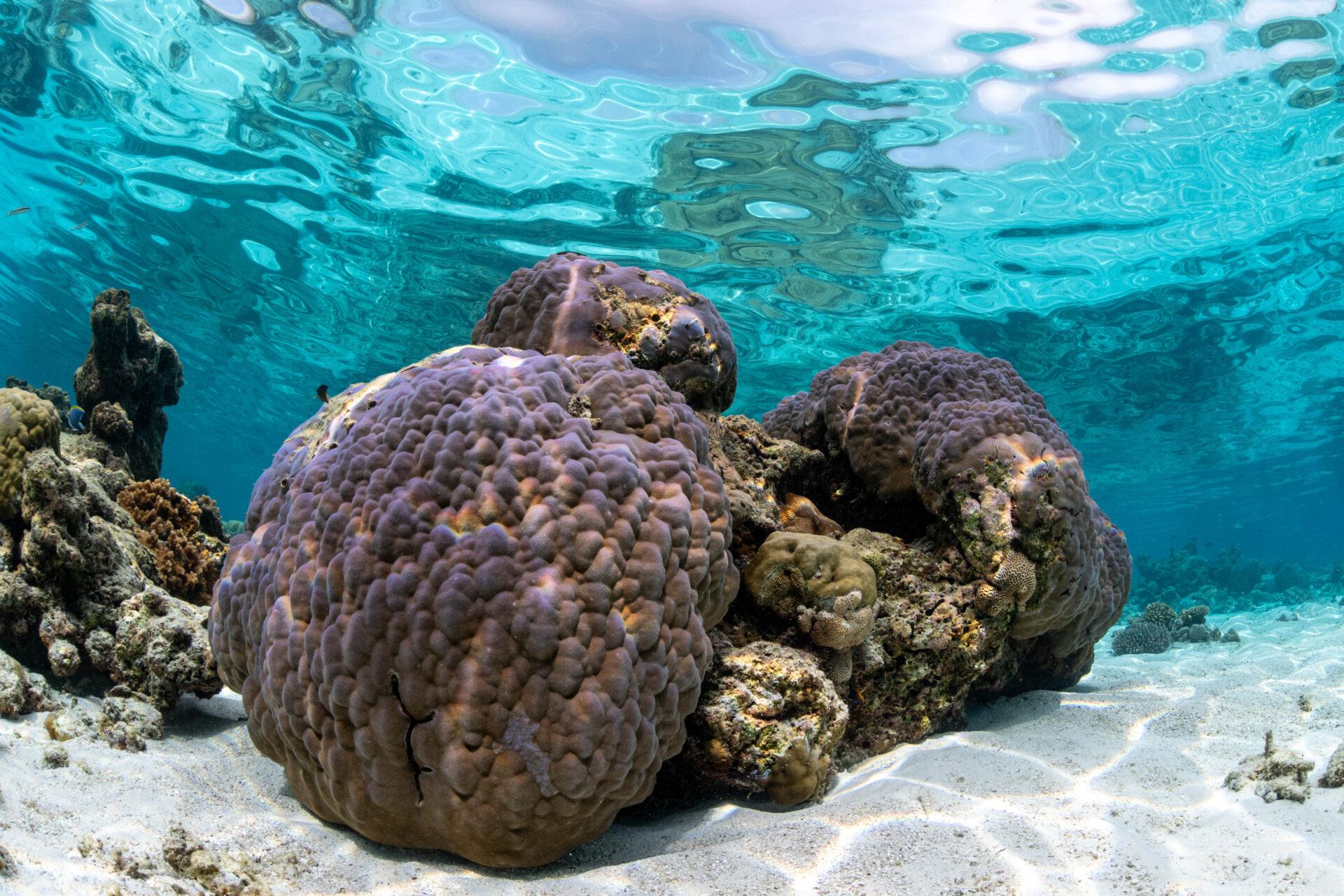 PRODIVERS Family Boat Trip
