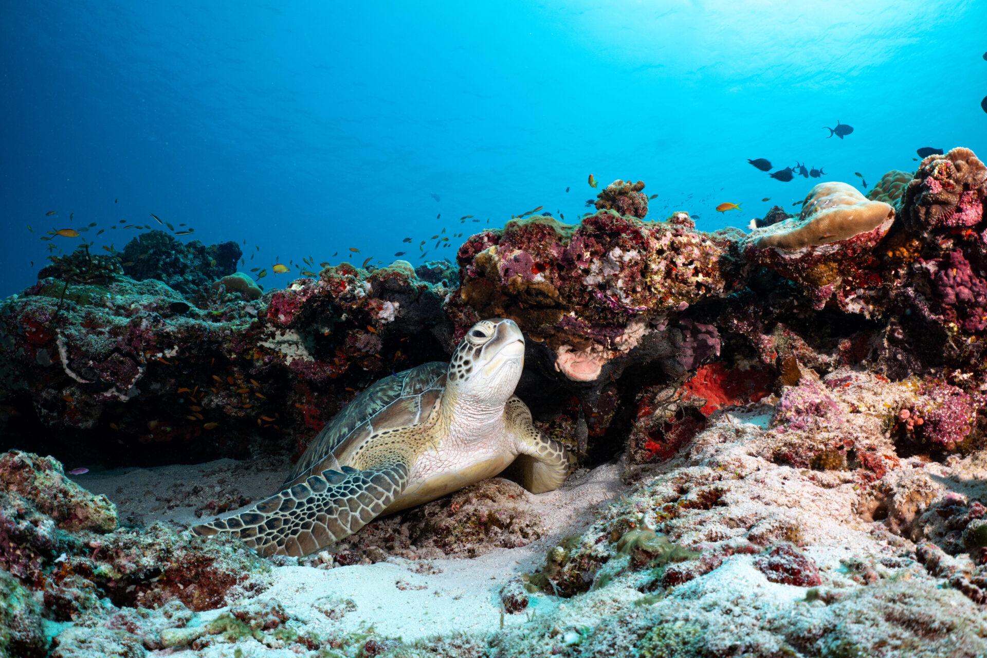 PRODIVERS Turtle Airport Boat Trip