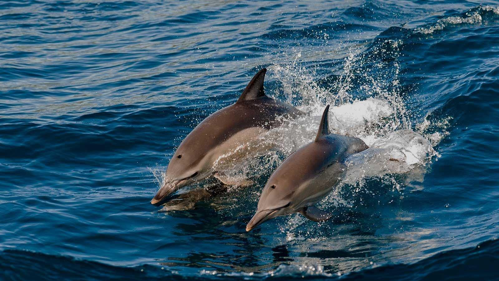Dolphin Safari