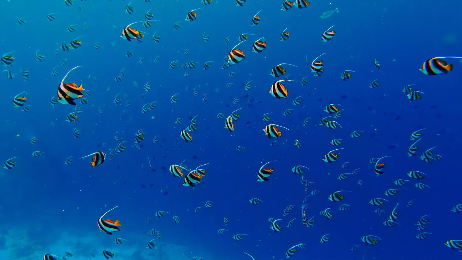 Snorkelling Safari