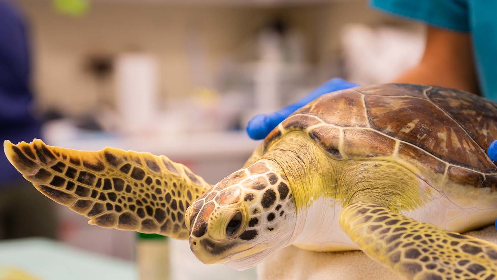 Naifaru Turtle Sanctuary & Island Tour