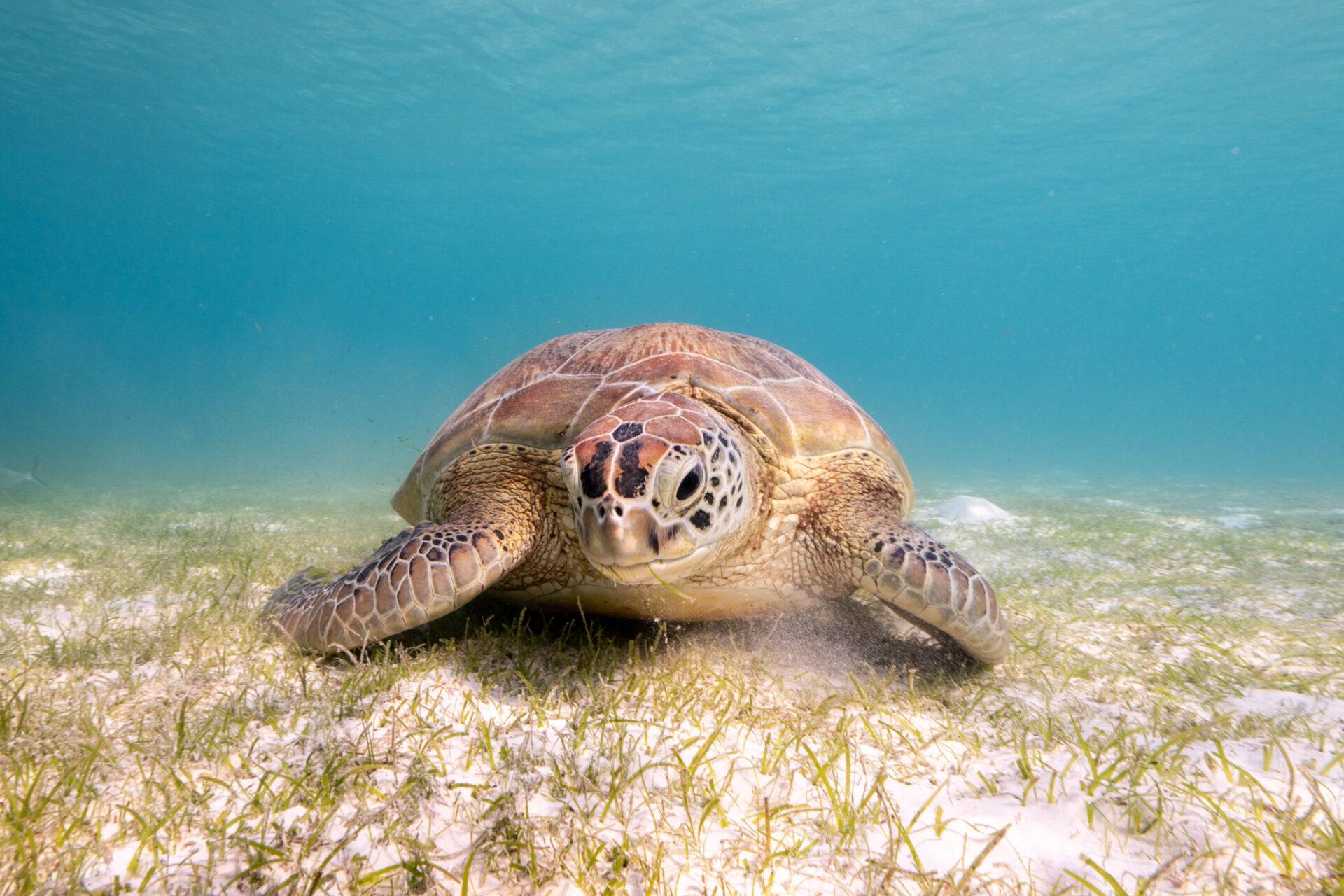 PADI Discover Scuba Diving