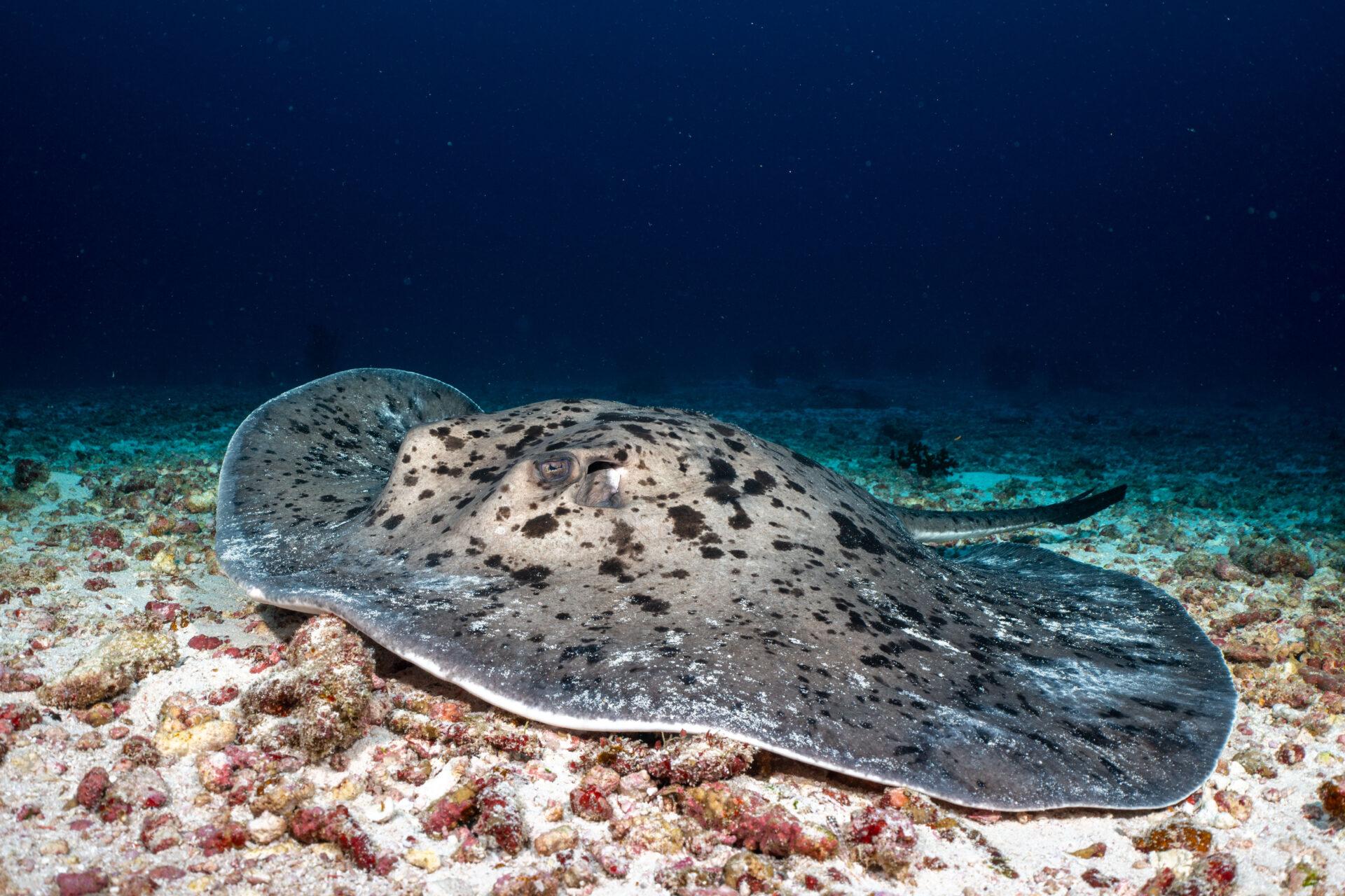 House Reef Dive