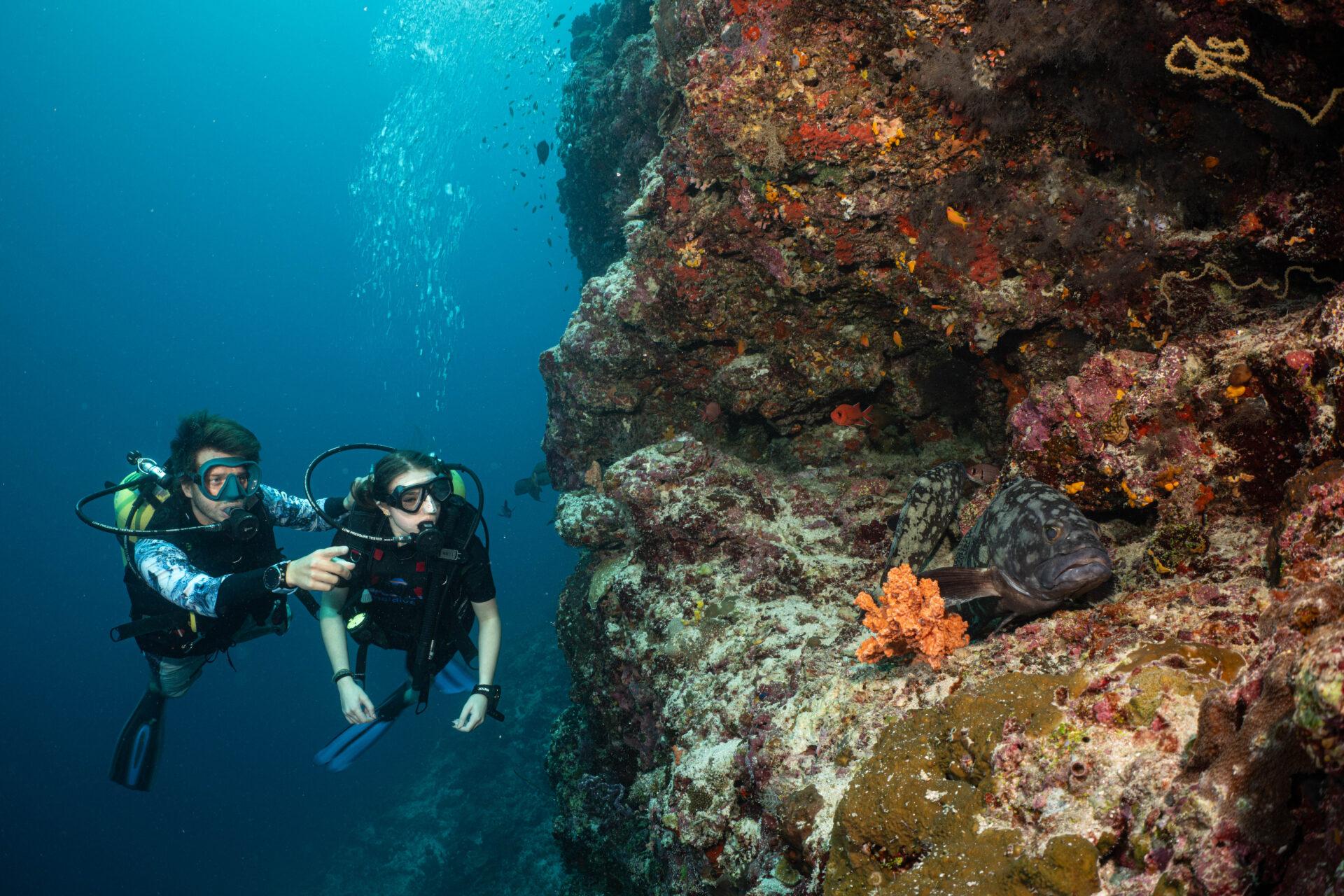 PADI Open Water Diver and PADI Scuba Diver Course