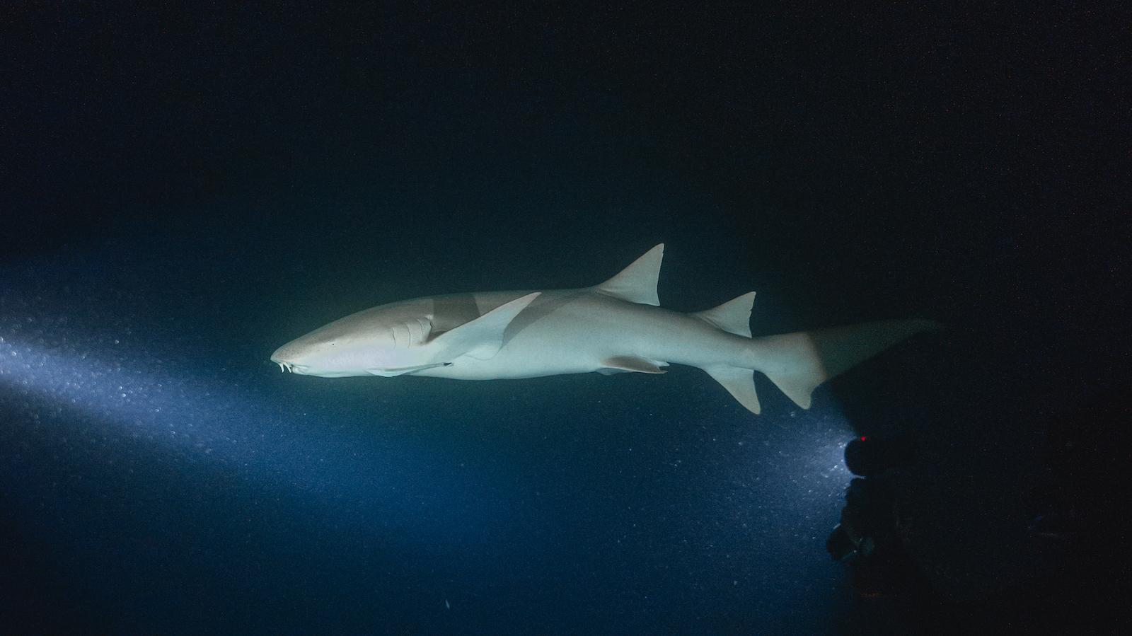 House Reef Night Dive