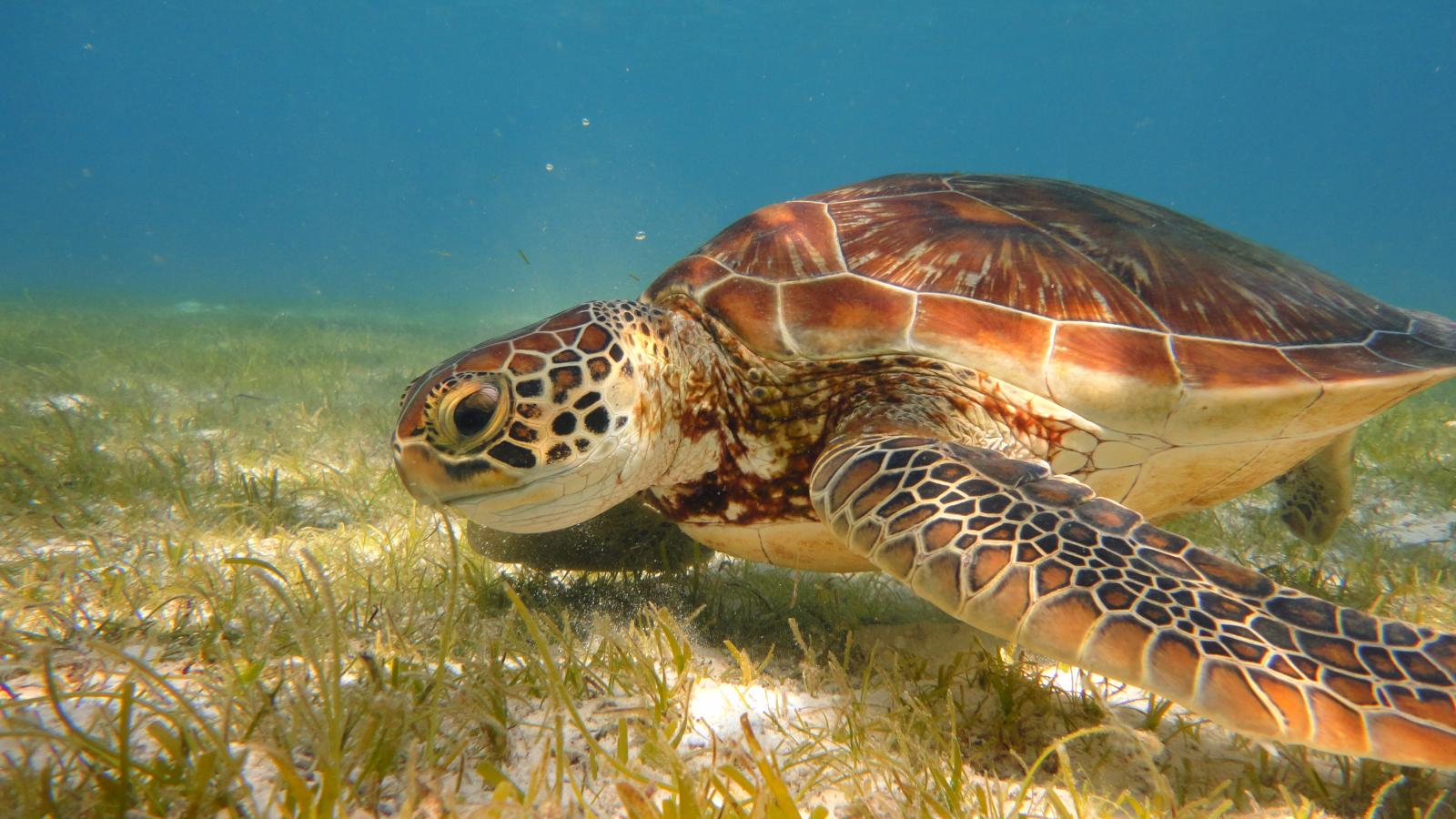 PRODIVERS Turtle Search Snorkeling