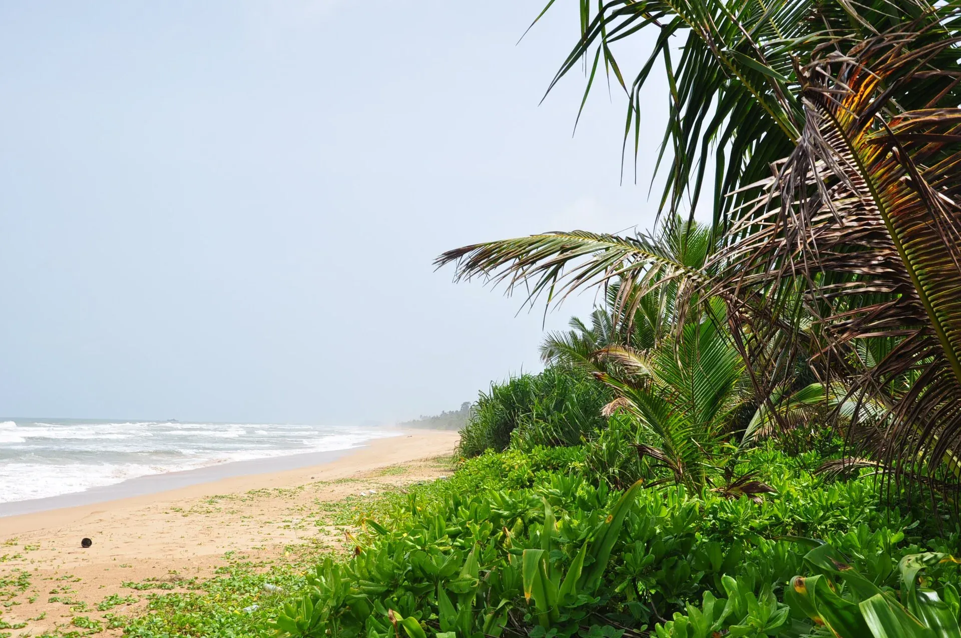 Bentota beach and palms beside the sea