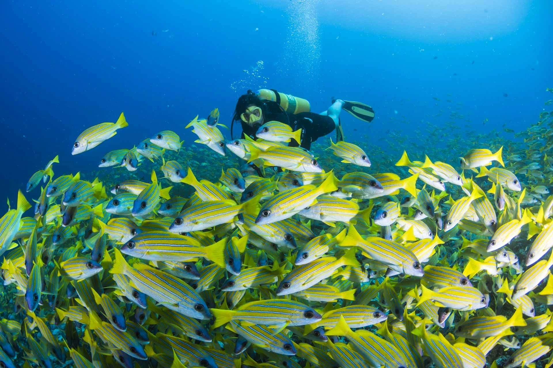 A diver among reef fish at Kandolhu Maldives