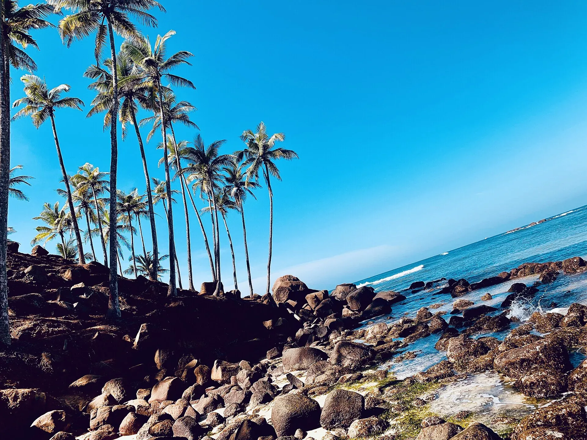 Palms and rocky shore in Mirissa