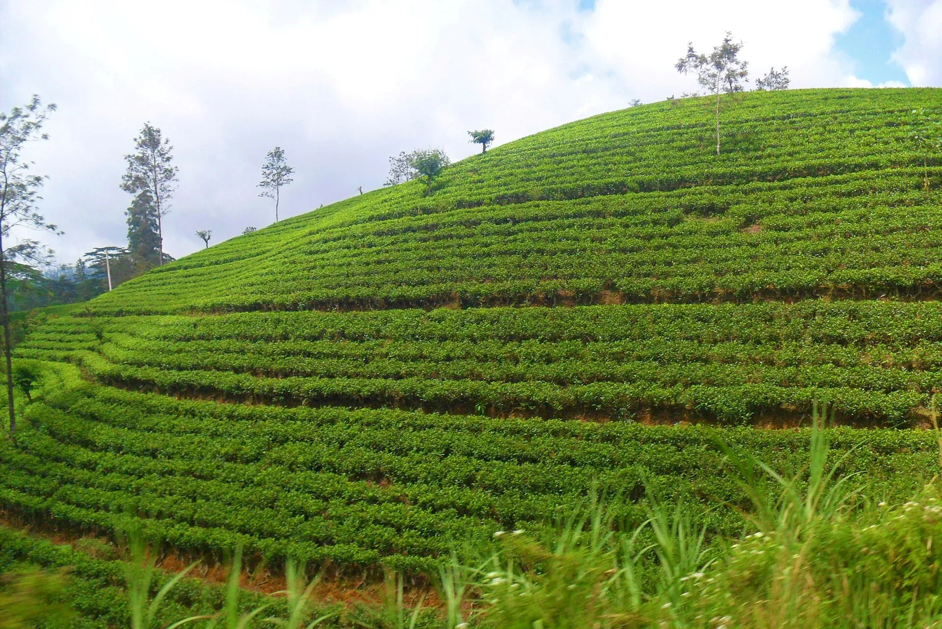Green tea terraces in Nuwara Eliya
