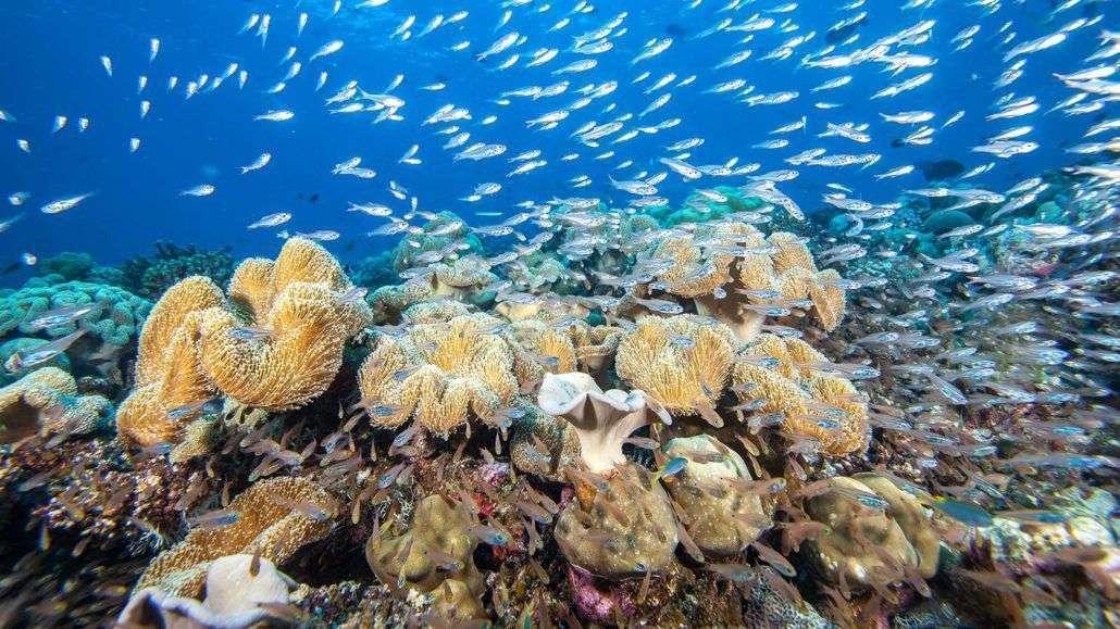 House Reef Guided Snorkel