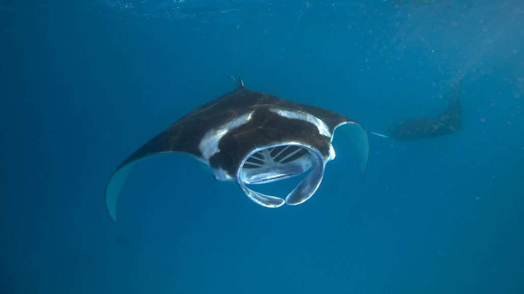Manta Ray Encounter