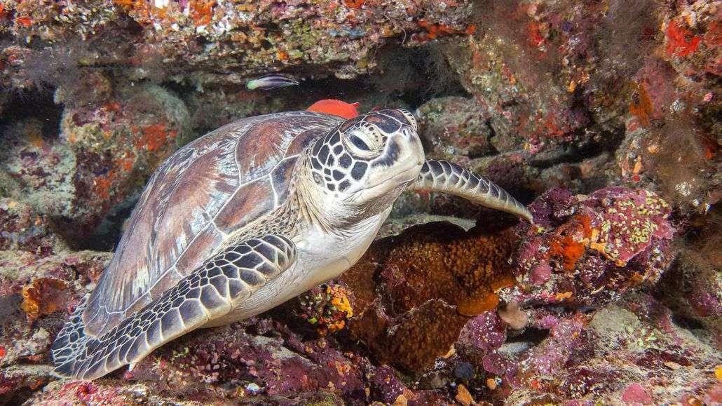 Green Turtle Safari