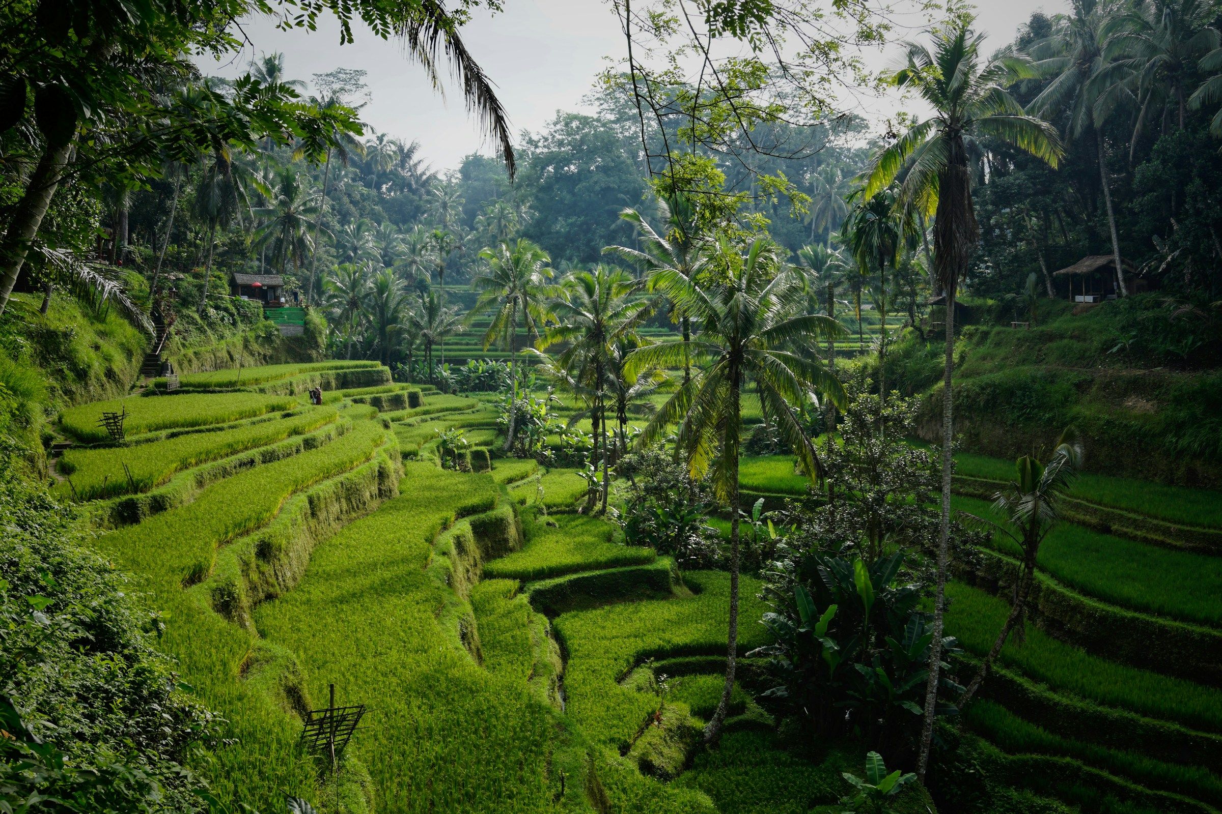 Green rice terraces and palm trees in Bali.
