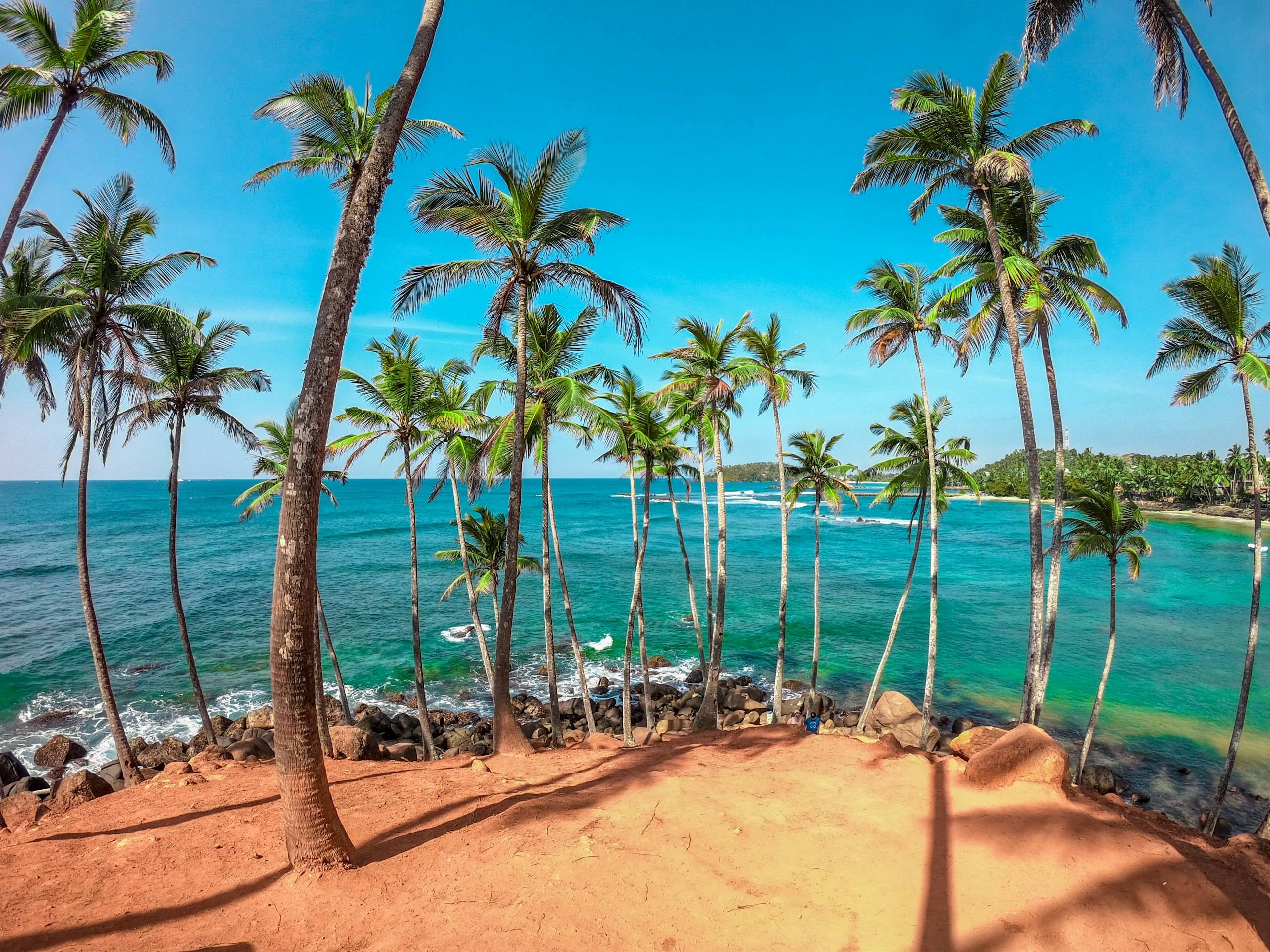 Palms leaning over the sea at Coconut Tree Hill, Mirissa, southern Sri Lanka.