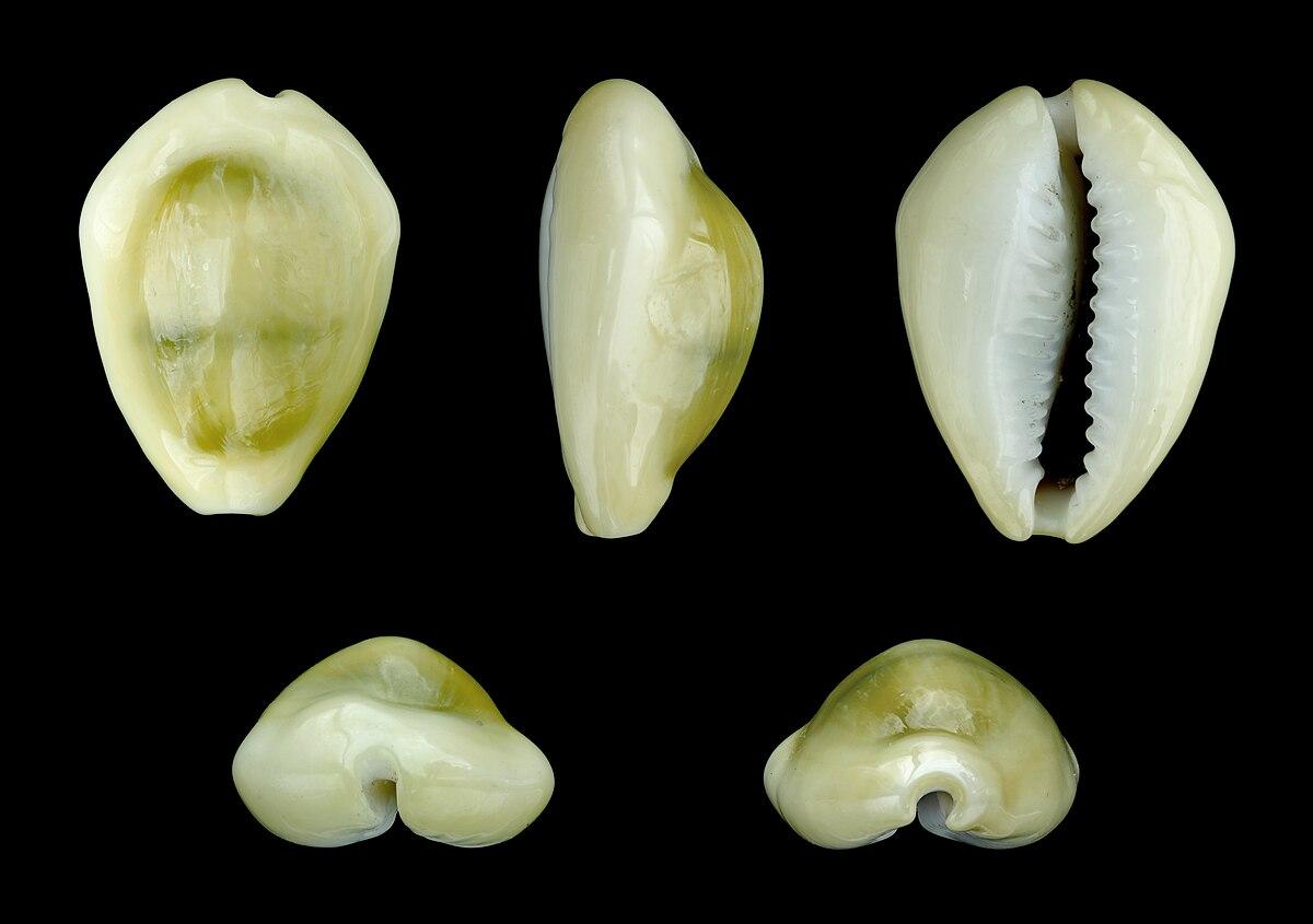 Cypraea moneta — the money cowrie shell