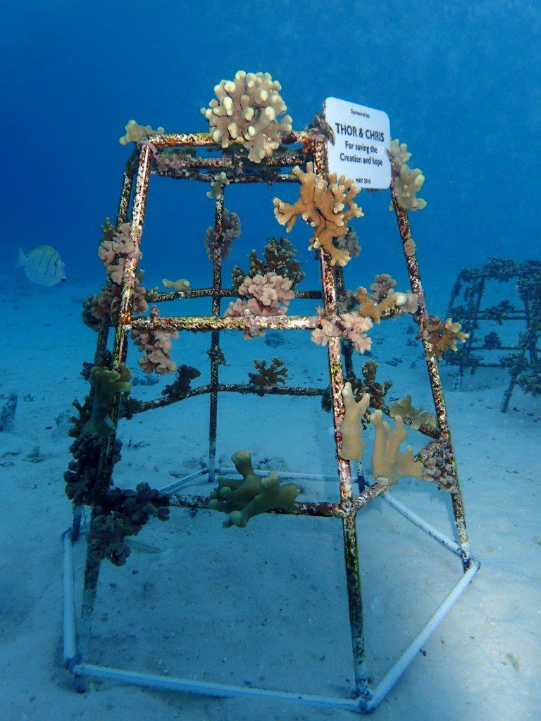 Planted corals near a Maldives island, six months after out-planting