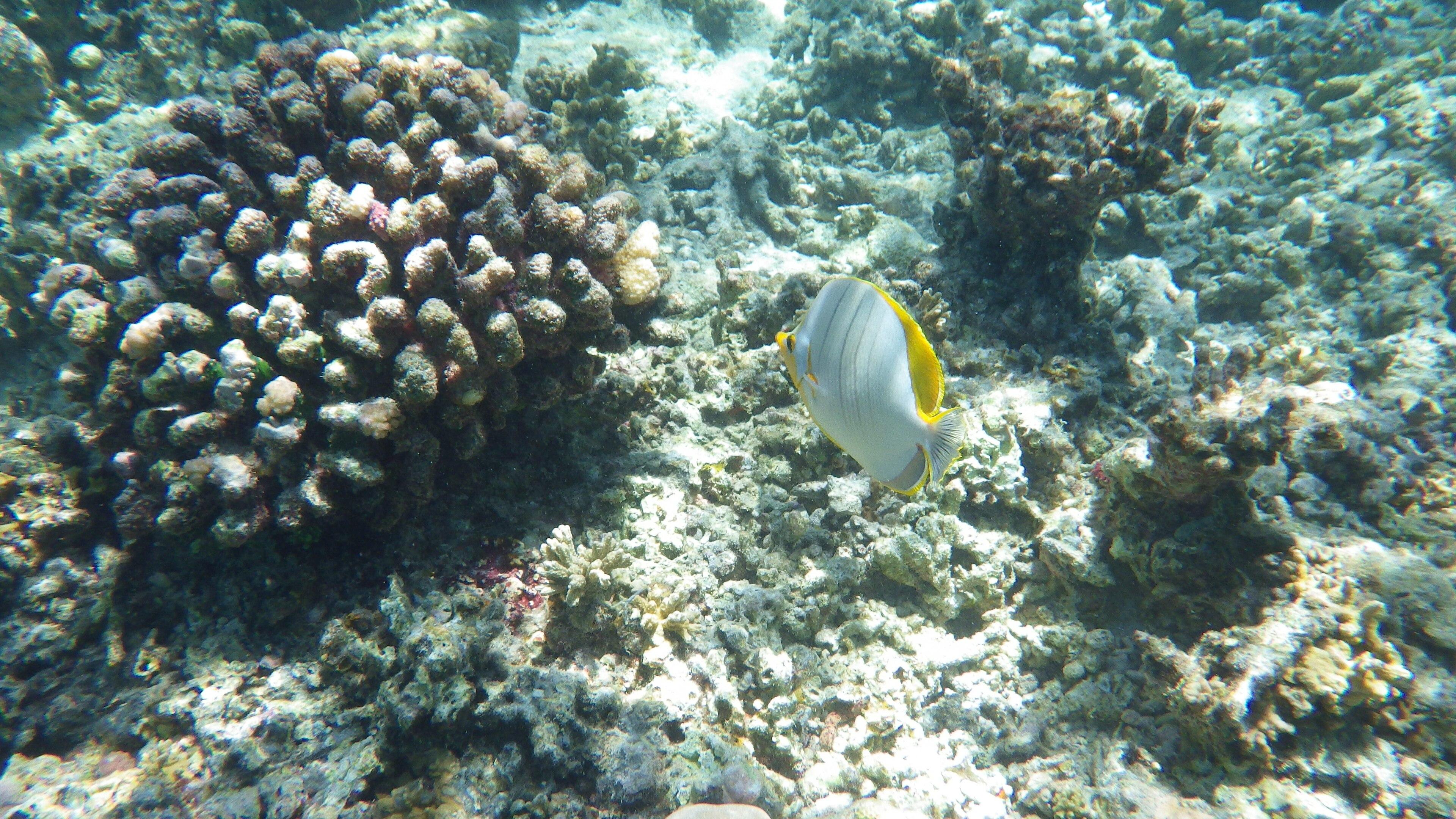 Maldives dive sites