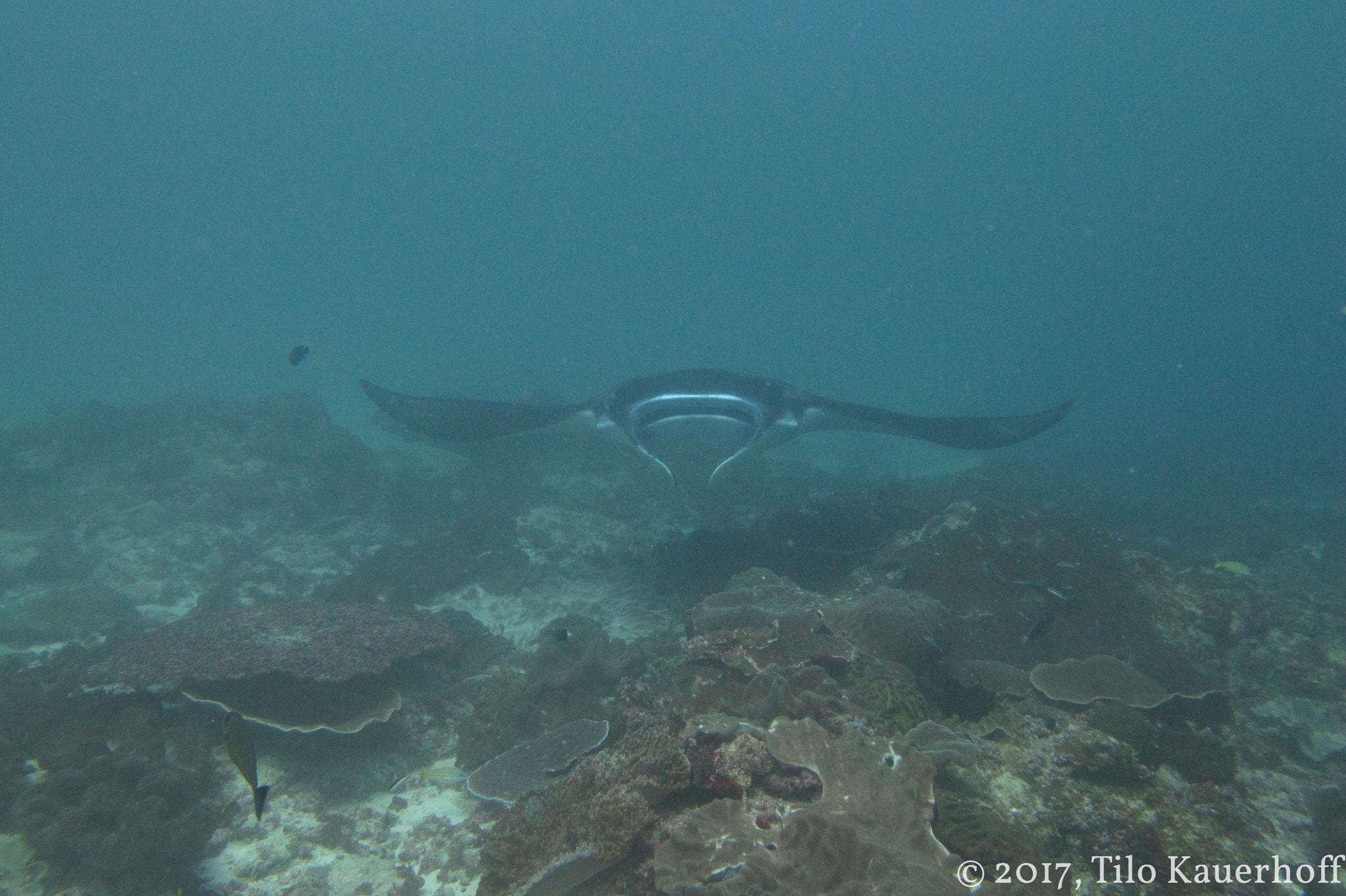Maldives marine life