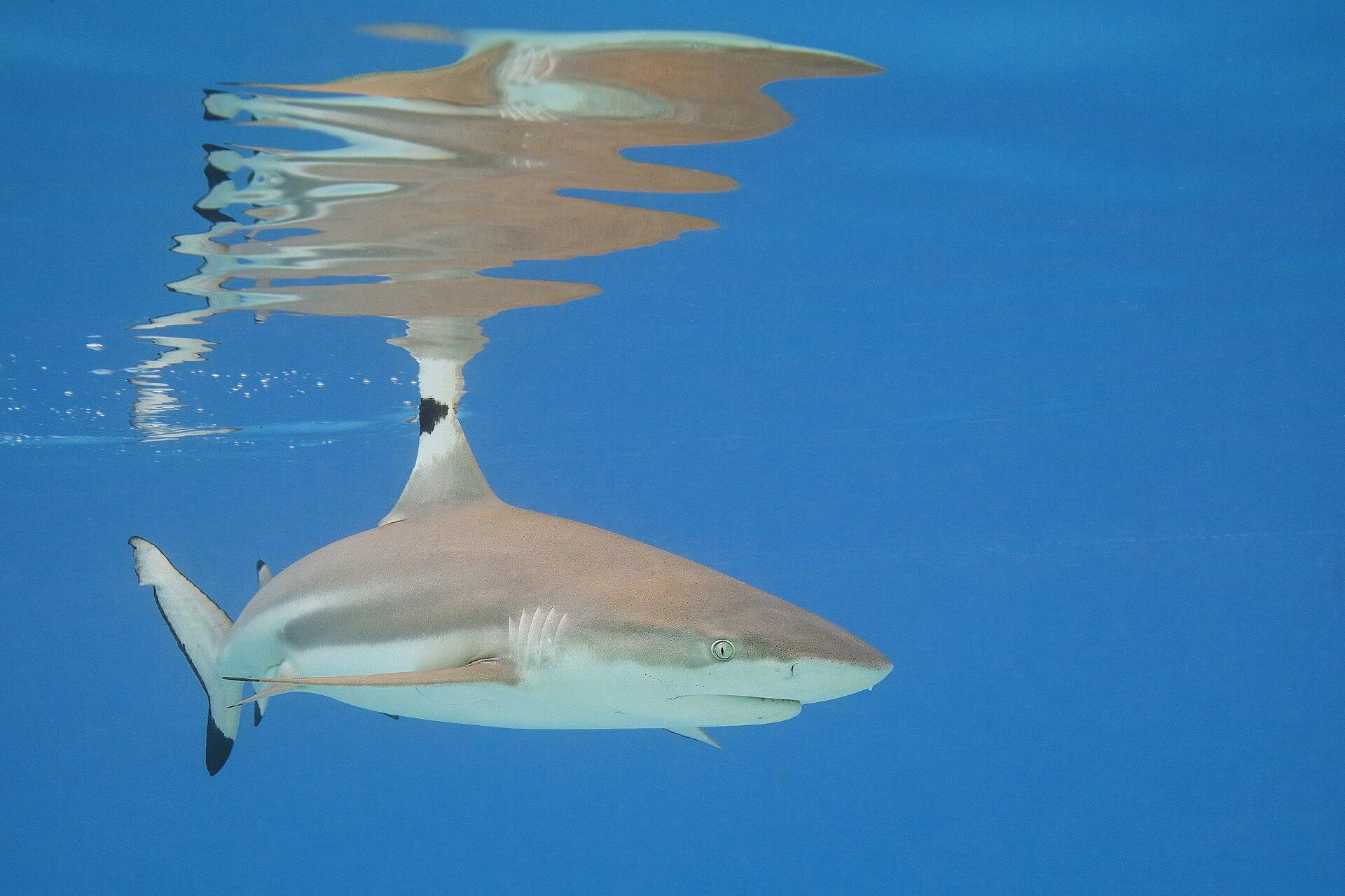 Blacktip reef shark