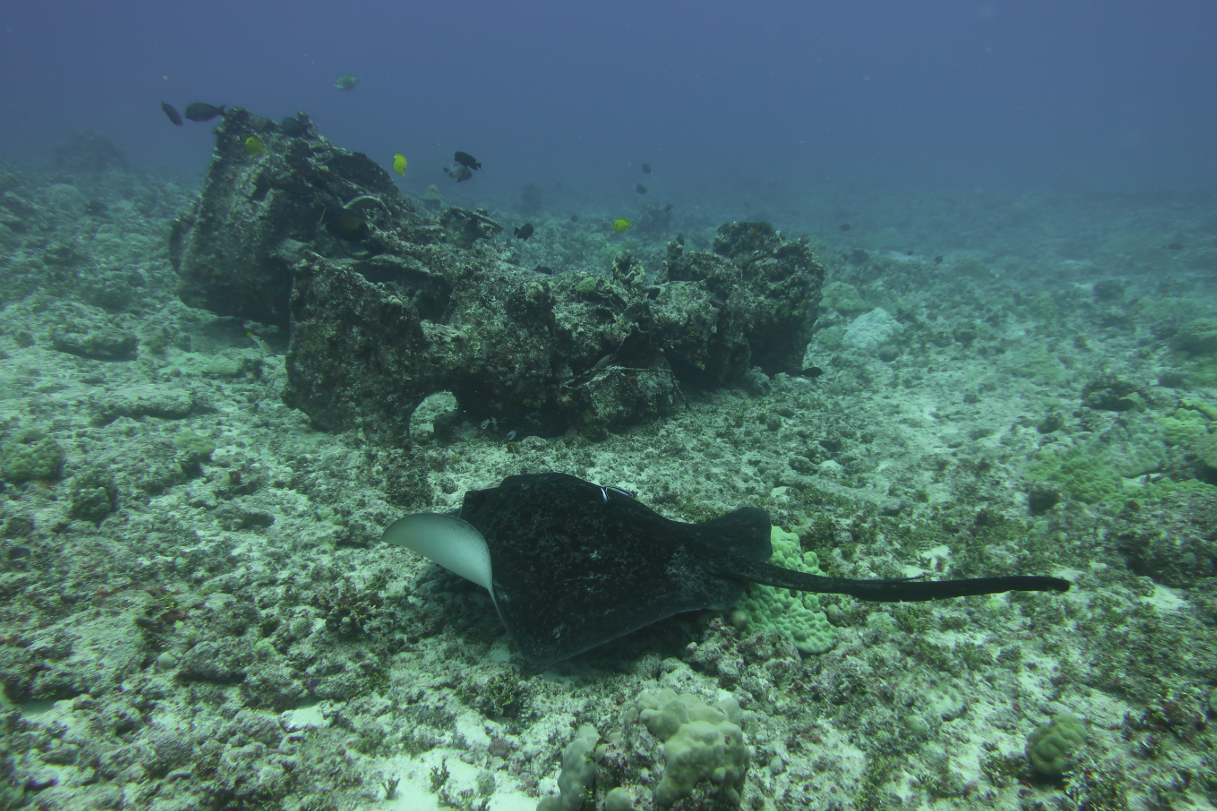 Blotched fantail ray