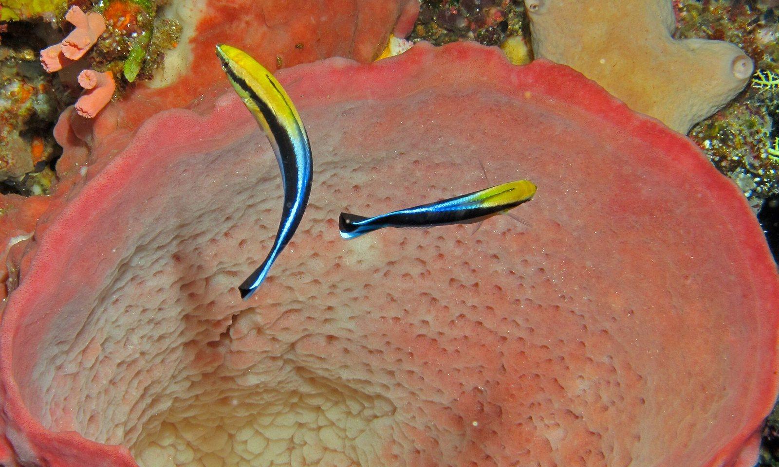 Bluestreak cleaner wrasse