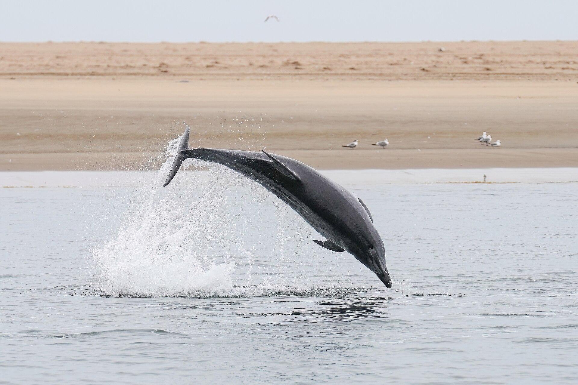 Bottlenose dolphin