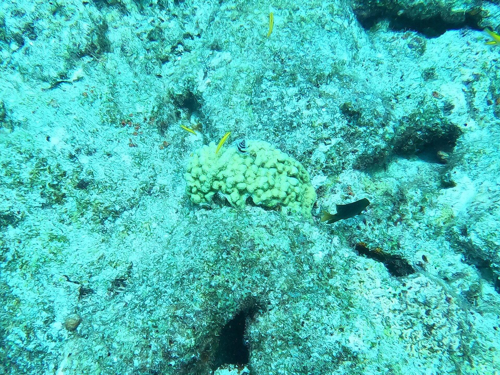 Boulder & massive coral