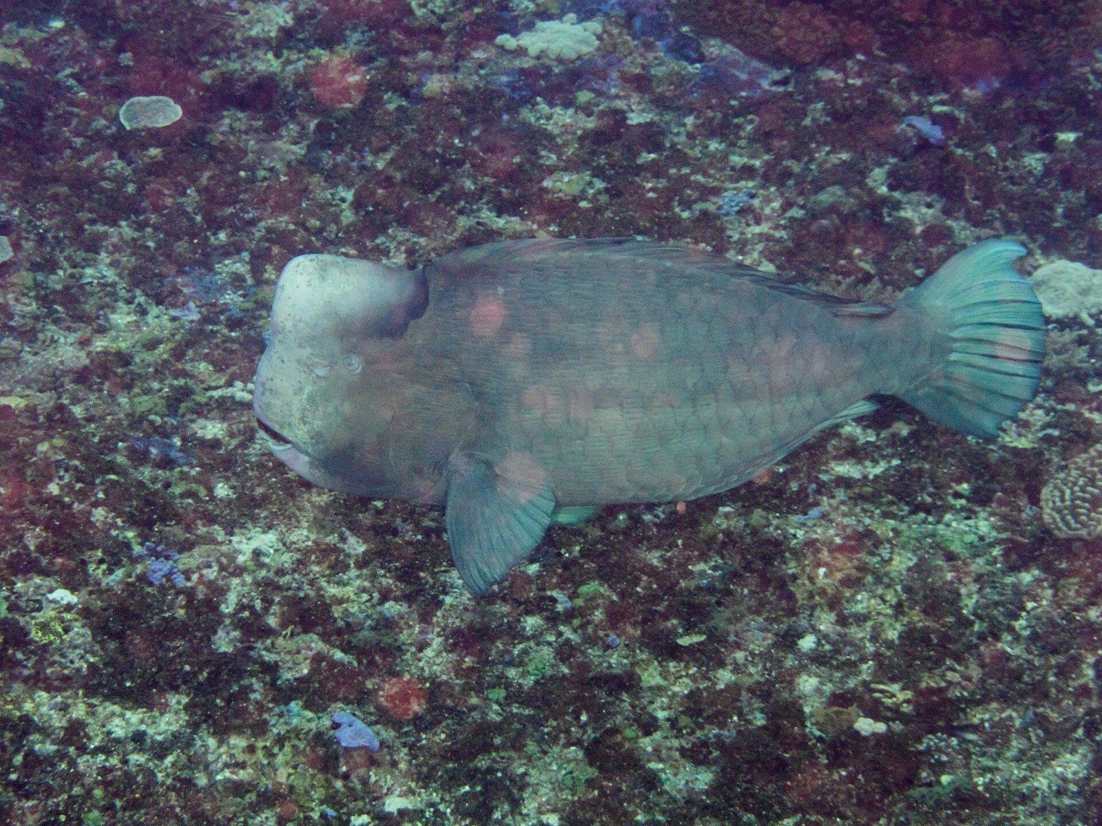 Bumphead parrotfish