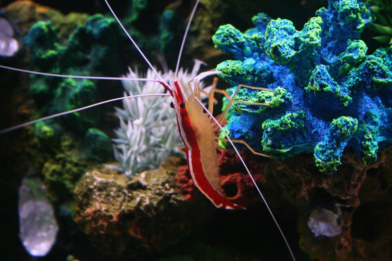 Cleaner shrimp