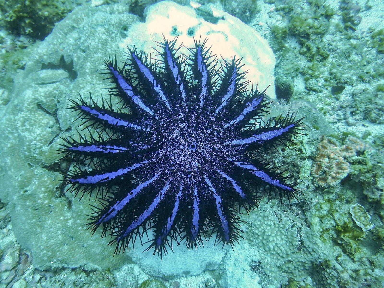Crown-of-thorns starfish