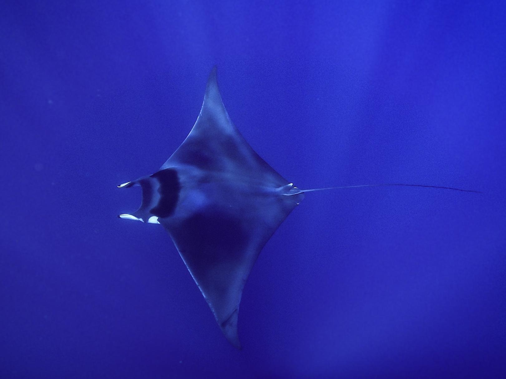 Spinetail devil ray