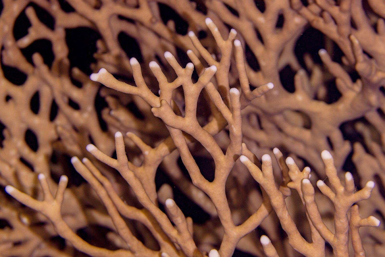 Fire coral in the Maldives