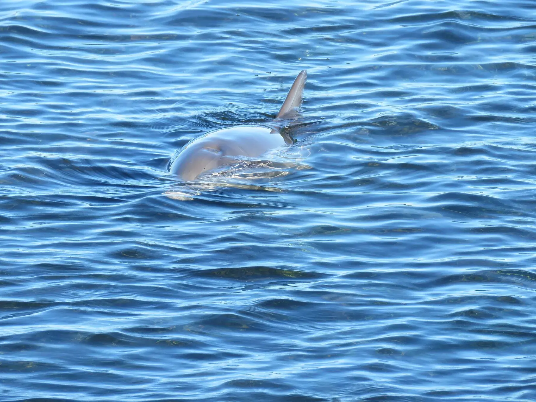Bottlenose dolphin in the Maldives