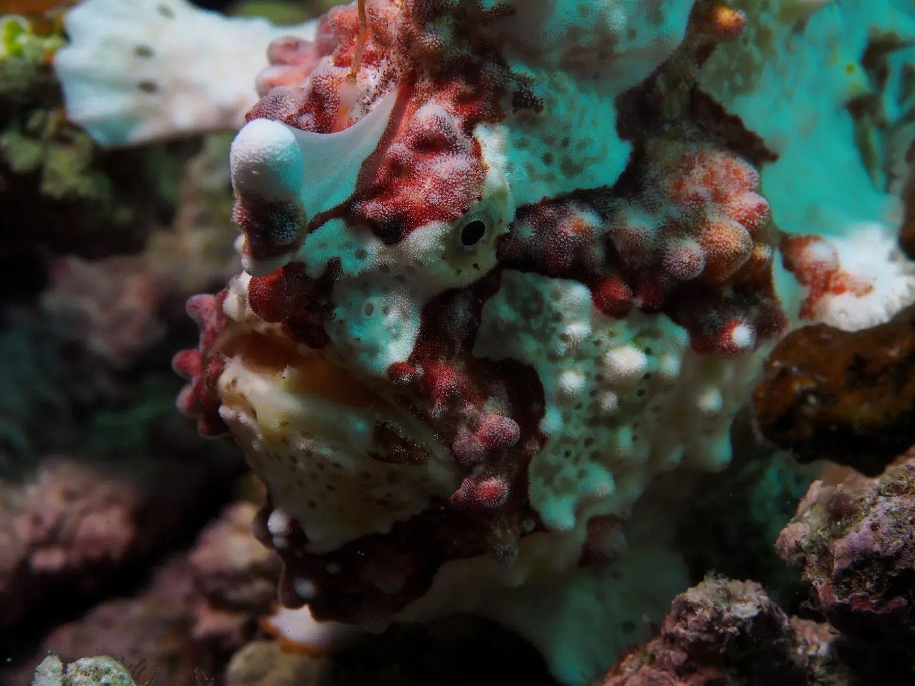 Frogfish in the Maldives