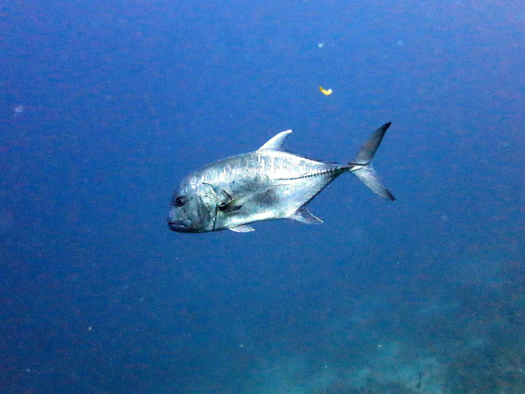 Giant trevally