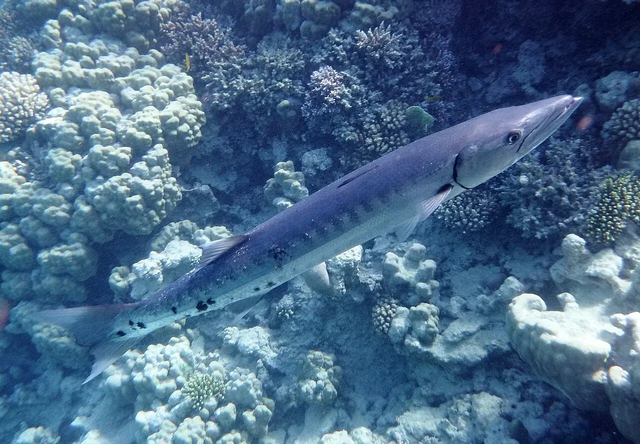 Great barracuda in the Maldives