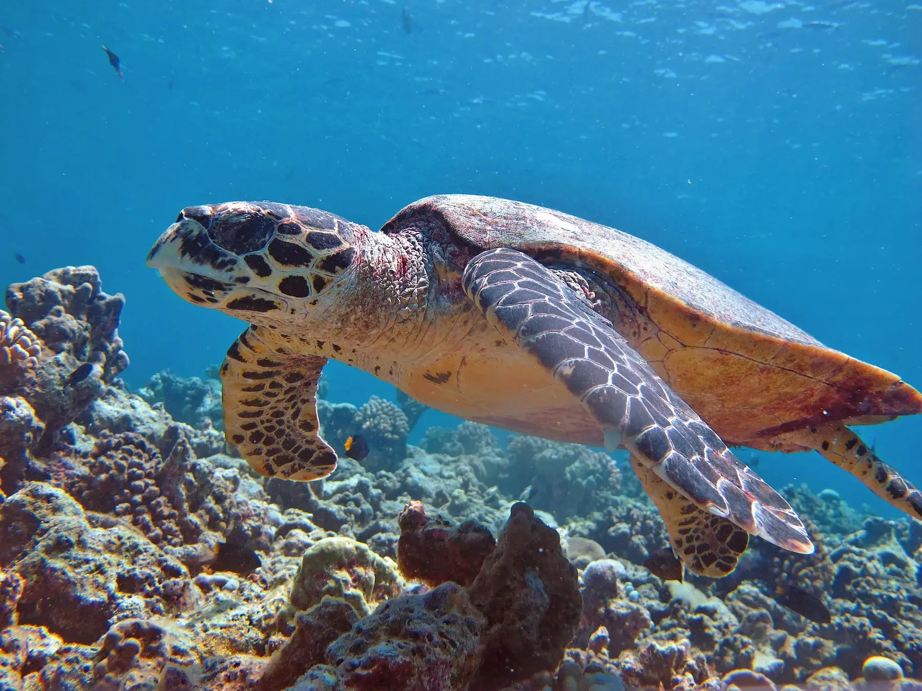 Hawksbill turtle